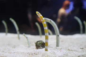 すみだ水族館に投稿された画像（2020/8/22）