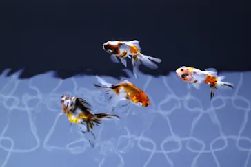 すみだ水族館に投稿された画像（2020/8/22）