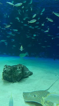 サンシャイン水族館に投稿された画像（2020/8/22）