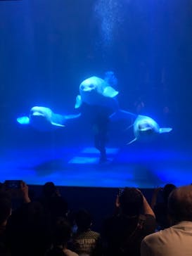 島根県立 しまね海洋館に投稿された画像（2020/8/22）