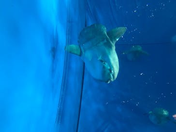 アクアワールド茨城県大洗水族館に投稿された画像（2020/8/22）