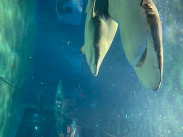 アクアワールド茨城県大洗水族館に投稿された画像（2020/8/22）