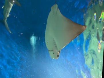 アクアワールド茨城県大洗水族館に投稿された画像（2020/8/22）