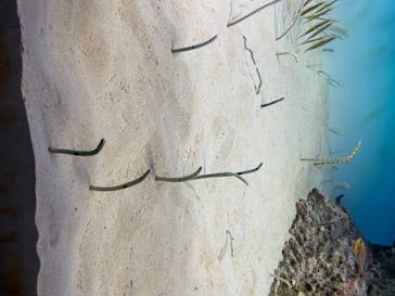 アクアワールド茨城県大洗水族館に投稿された画像（2020/8/22）