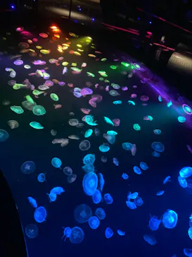 すみだ水族館に投稿された画像（2020/8/22）