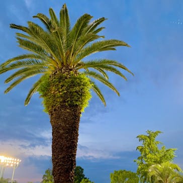 としまえんに投稿された画像（2020/8/22）