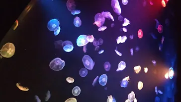 すみだ水族館に投稿された画像（2020/8/22）