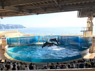 新江ノ島水族館に投稿された画像（2020/8/22）