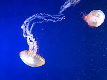 新江ノ島水族館に投稿された画像（2020/8/22）