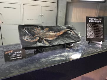 大分マリーンパレス水族館 「うみたまご」に投稿された画像（2020/8/22）