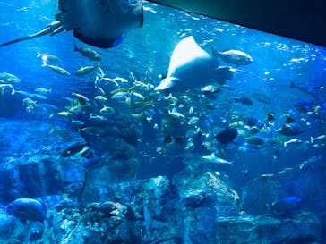 大分マリーンパレス水族館 「うみたまご」に投稿された画像（2020/8/22）