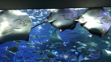 大分マリーンパレス水族館 「うみたまご」に投稿された画像（2020/8/22）
