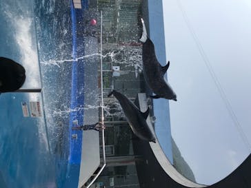 大分マリーンパレス水族館 「うみたまご」に投稿された画像（2020/8/22）