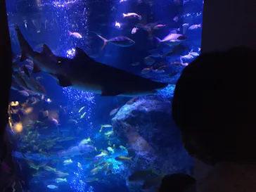 すみだ水族館に投稿された画像（2020/8/22）