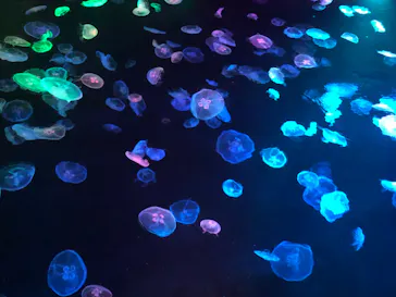 すみだ水族館に投稿された画像（2020/8/22）