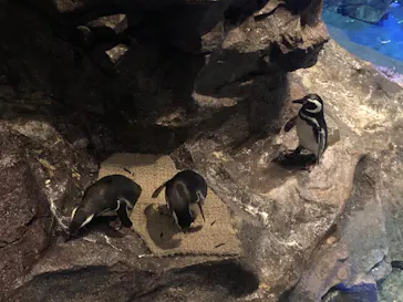 すみだ水族館に投稿された画像（2020/8/22）