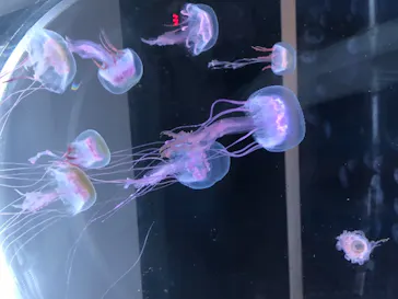 すみだ水族館に投稿された画像（2020/8/22）