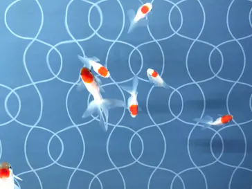 すみだ水族館に投稿された画像（2020/8/22）