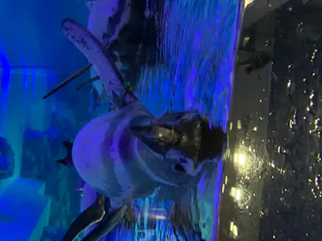 すみだ水族館に投稿された画像（2020/8/22）