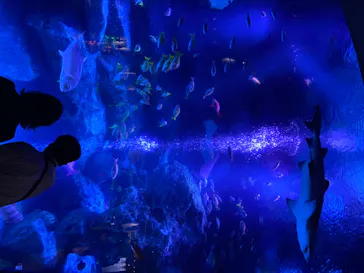 すみだ水族館に投稿された画像（2020/8/22）