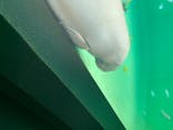 鳥羽水族館に投稿された画像（2020/8/22）