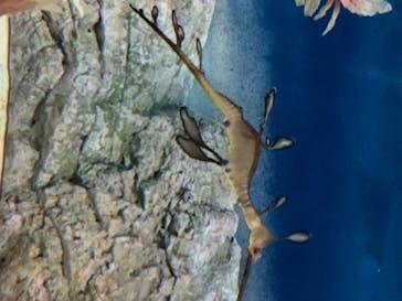 鳥羽水族館に投稿された画像（2020/8/22）