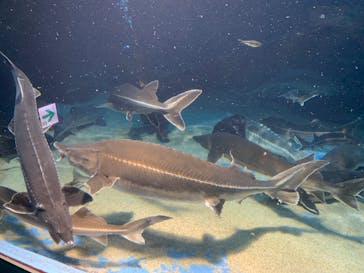 鳥羽水族館に投稿された画像（2020/8/22）