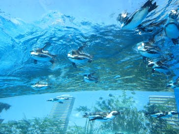 サンシャイン水族館に投稿された画像（2020/8/22）