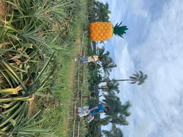 ナゴパイナップルパークに投稿された画像（2020/8/22）