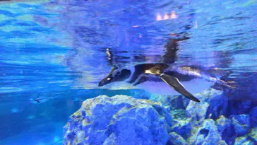 すみだ水族館に投稿された画像（2020/8/22）