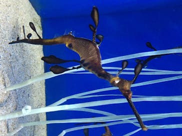 サンシャイン水族館に投稿された画像（2020/8/22）