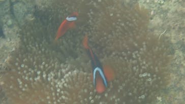 ダイビングショップ Sea Free（シーフリー）に投稿された画像（2020/8/22）