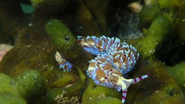 ダイビングショップ Sea Free（シーフリー）に投稿された画像（2020/8/22）