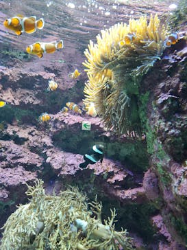 サンシャイン水族館に投稿された画像（2020/8/22）