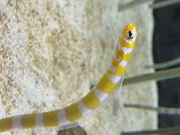 すみだ水族館に投稿された画像（2020/8/22）