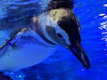 すみだ水族館に投稿された画像（2020/8/22）