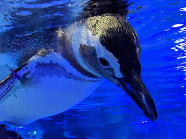 すみだ水族館に投稿された画像（2020/8/22）