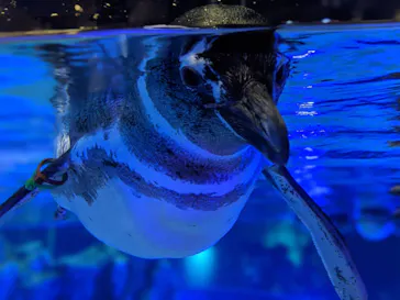 すみだ水族館に投稿された画像（2020/8/22）