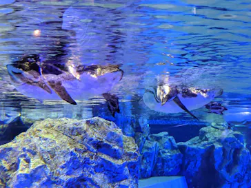すみだ水族館に投稿された画像（2020/8/22）
