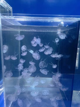 京都水族館に投稿された画像（2020/8/22）