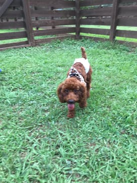 わんダフルネイチャーヴィレッジに投稿された画像（2020/8/22）