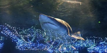 アクアワールド茨城県大洗水族館に投稿された画像（2020/8/22）