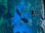 仙台うみの杜水族館に投稿された画像（2020/8/22）