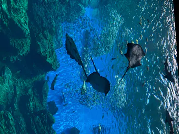 仙台うみの杜水族館に投稿された画像（2020/8/22）