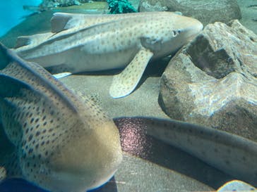 アクアワールド茨城県大洗水族館に投稿された画像（2020/8/22）