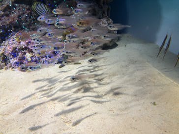 アクアワールド茨城県大洗水族館に投稿された画像（2020/8/22）