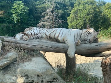 群馬サファリパークに投稿された画像（2020/8/22）