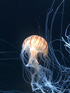 サンシャイン水族館に投稿された画像（2020/8/22）