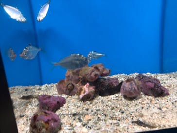 マリンワールド海の中道に投稿された画像（2020/8/22）