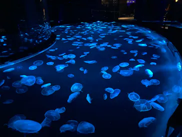 すみだ水族館に投稿された画像（2020/8/22）